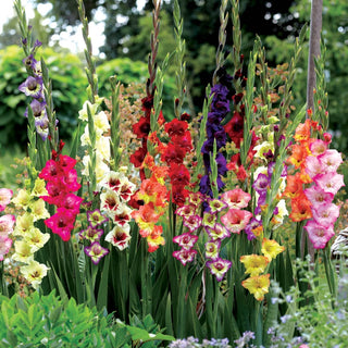 Deluxe Gladiolus Mixture Super Sak®
