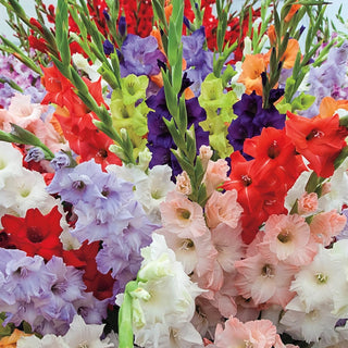 Deluxe Gladiolus Mixture Super Sak®