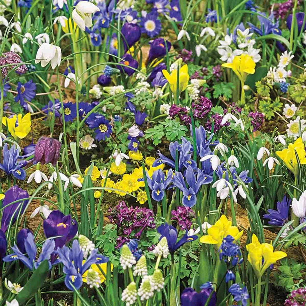 Eternal Spring 3-Month Naturalizing Mixture | Breck's