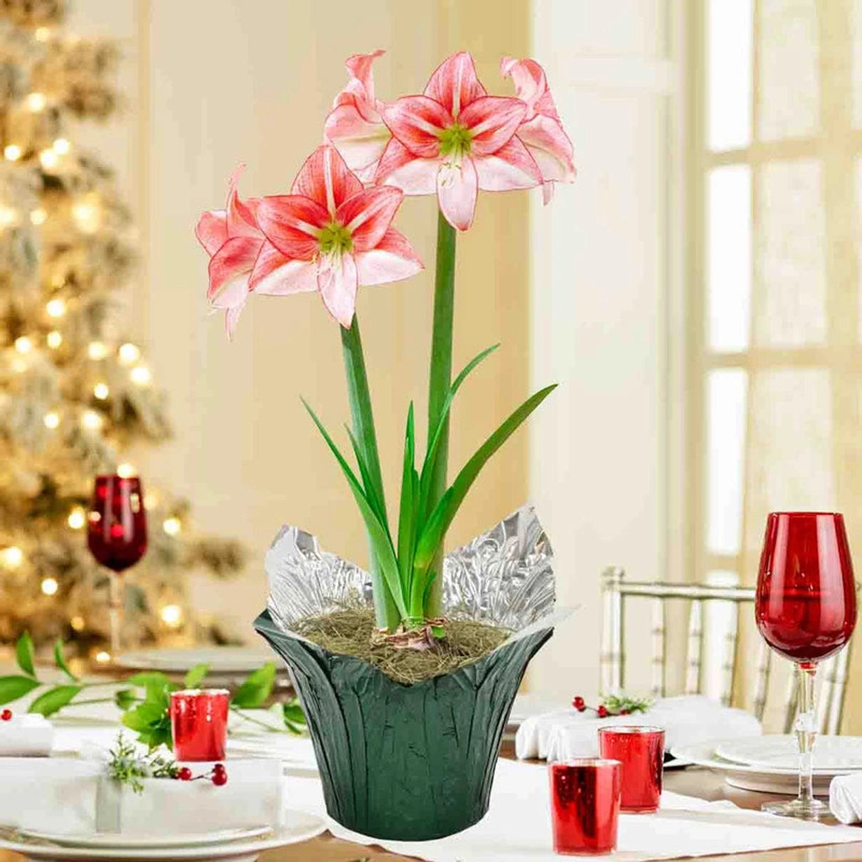 Buy Just Smile Amaryllis in Foil Pot | Shop Breck's Gifts Online