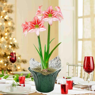 Just Smile Amaryllis In Foil Wrapped Pot