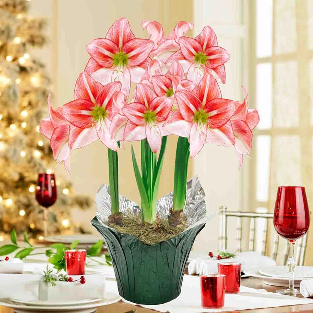Buy Just Smile Amaryllis in Foil Pot | Shop Breck's Gifts Online