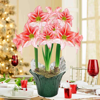 Just Smile Amaryllis In Foil Wrapped Pot