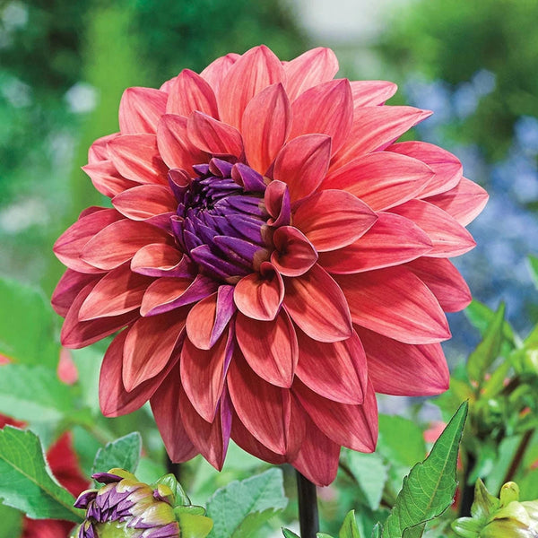American Dawn Dahlia | Summer Bulbs | Shop Online