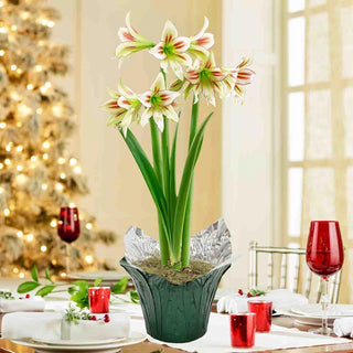 Cleopatra Amaryllis In Foil Wrapped Pot