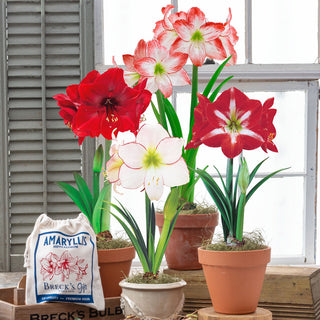 Naked Amaryllis Bulbs in Gift Bag