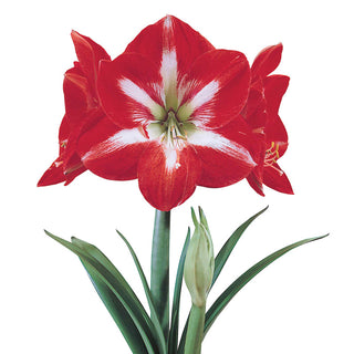 Naked Amaryllis Bulbs in Gift Bag