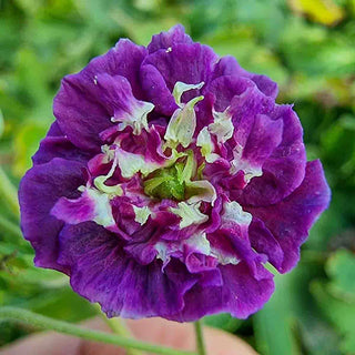 Joseph Green Hardy Geranium