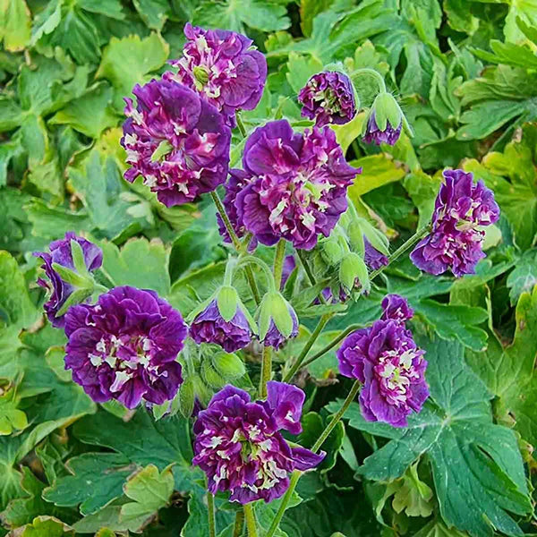 68439_grande.webp?v=1751571970