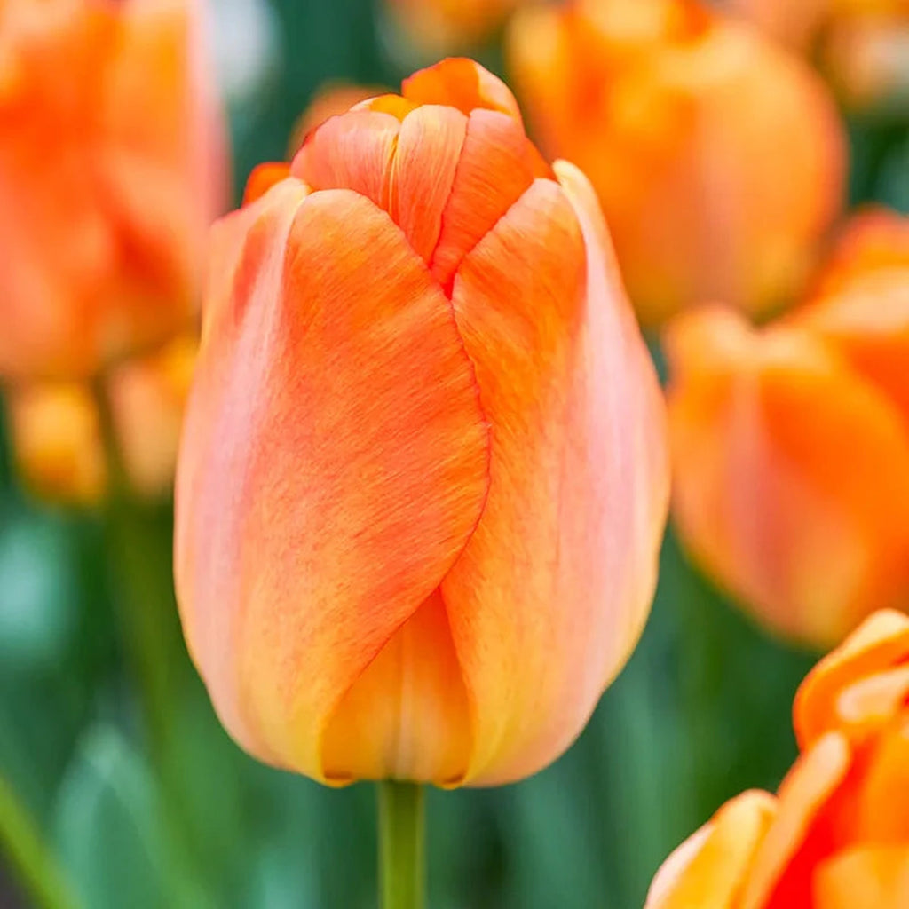Beeks Bulbs Shop for Daydream Tulip Bulbs | Breck's