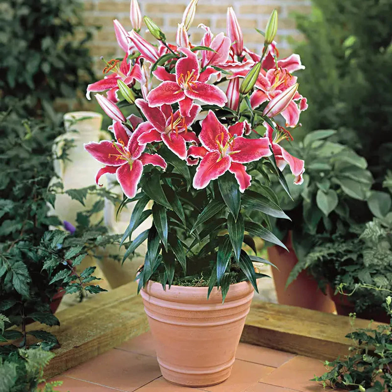 Starlight Magic Oriental Carpet Border Lily | Breck's