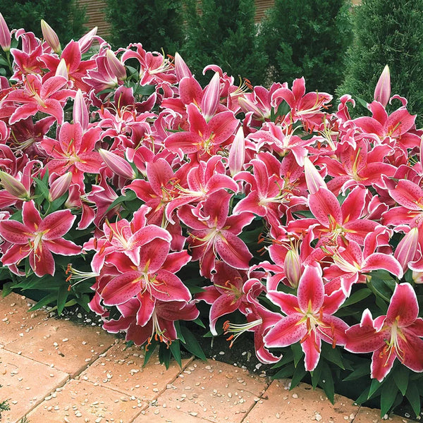 Starlight Magic Oriental Carpet Border Lily | Breck's
