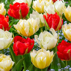 Shop for Valley Tulip Mixture | Breck's