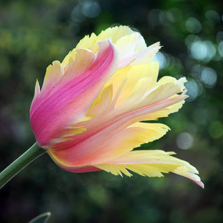Flaming Memory Tulip