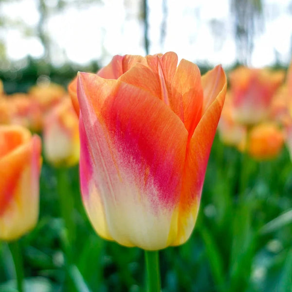 Sunrise Dynasty Tulip for Sale | Breck's