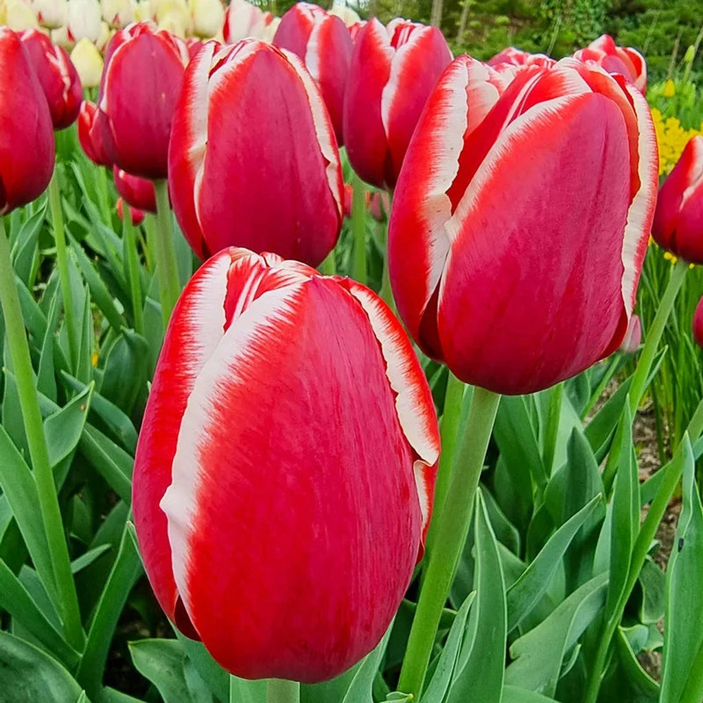 Buy Candy Apple Delight Tulip | Spring Bulbs Sale | Breck's