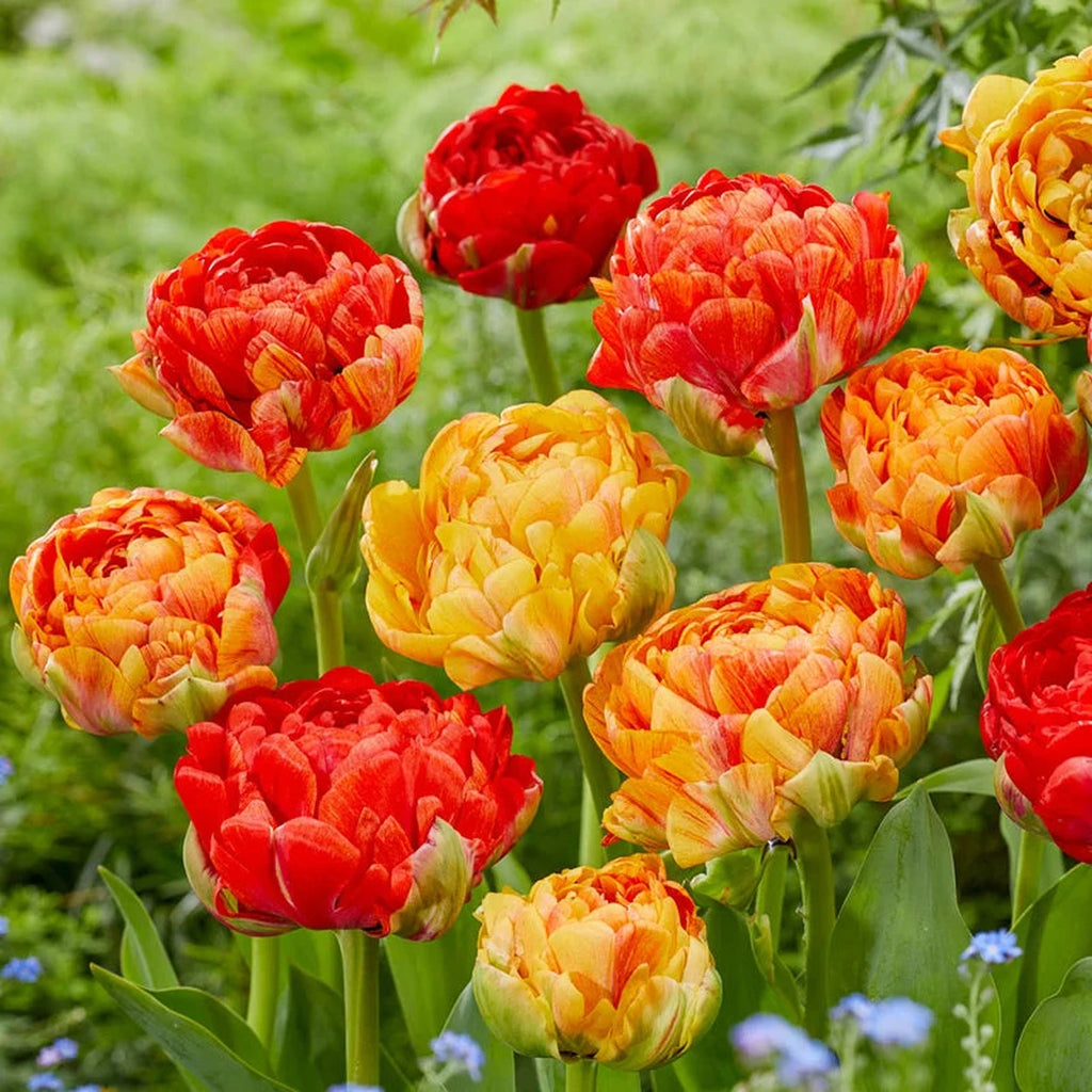 Gudoshnik Double Tulip for Sale | Breck's