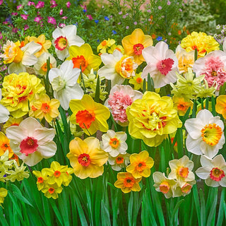 Technicolour Daffodil Mixture