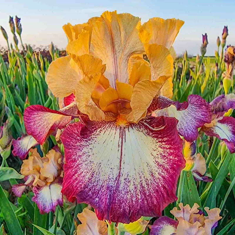 All the Time Reblooming Bearded Iris Buy Online Breck's
