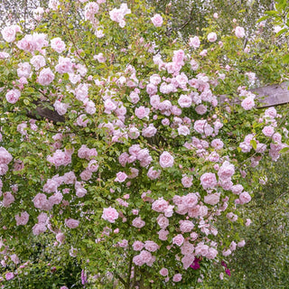 New Dawn Climbing Rose