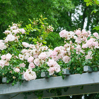 New Dawn Climbing Rose