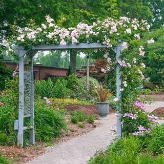 New Dawn Climbing Rose