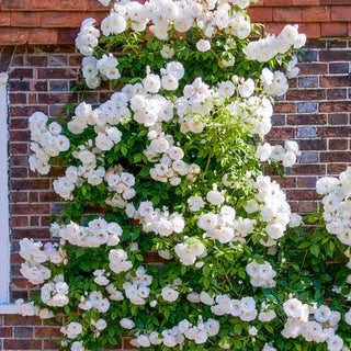 White Dawn Climbing Rose