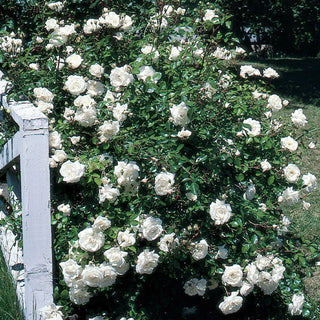 White Dawn Climbing Rose