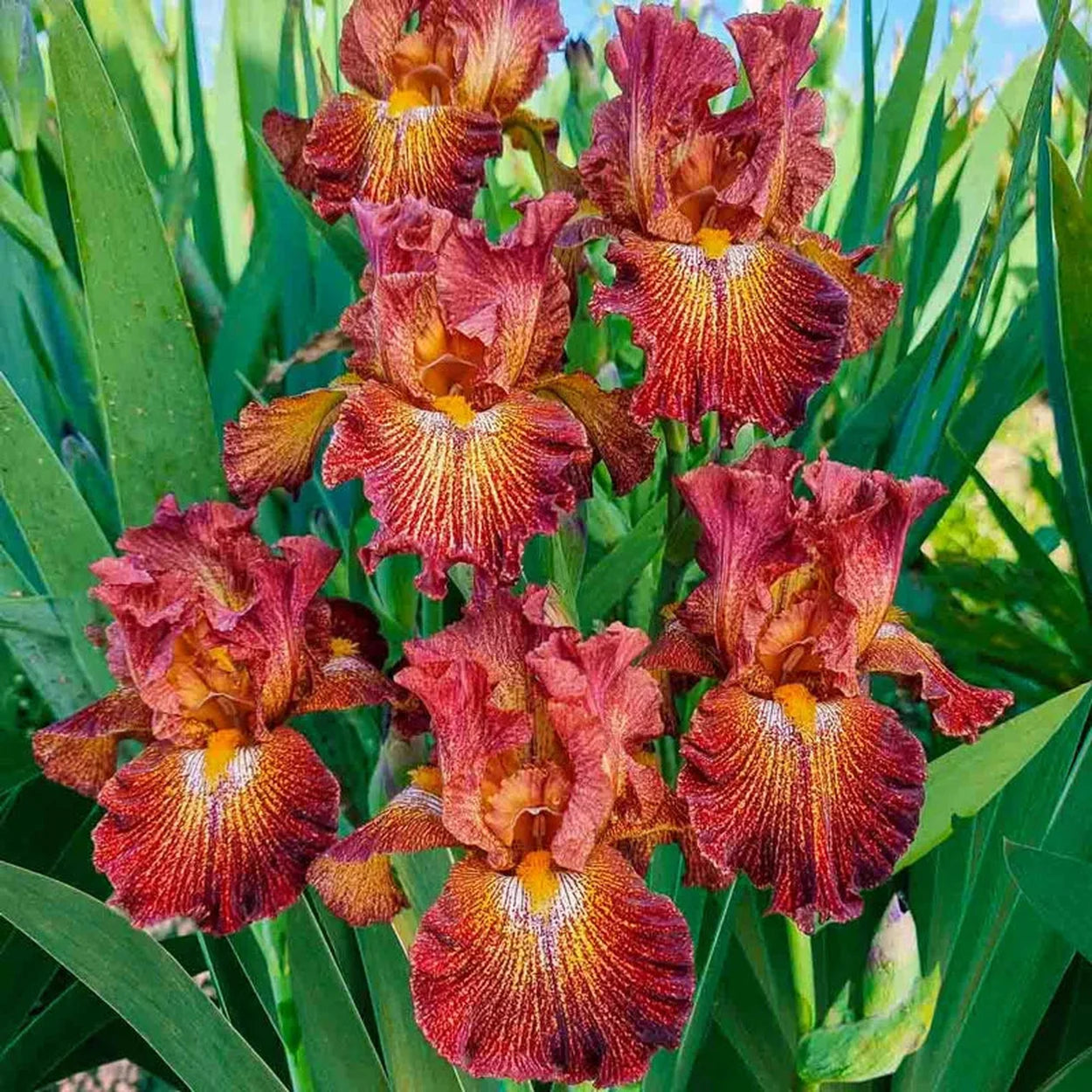 Buy Dash of Spice Bearded Iris | Iris Rhizomes | Breck's Buy Dash of Spice Bearded Iris | Iris Rhizomes | Breck's
