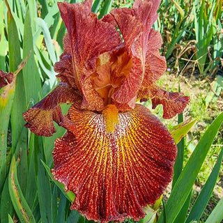 Dash of Spice Bearded Iris