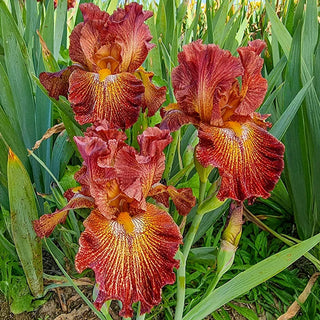 Dash of Spice Bearded Iris