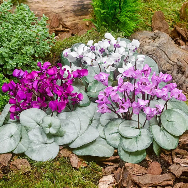 Silver Leaf Cyclamen Mixture | Breck's