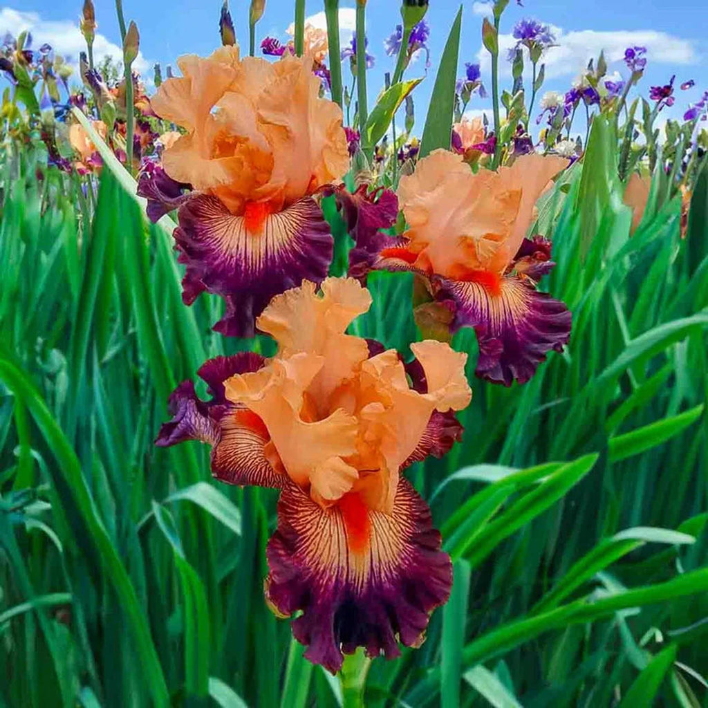 Beeks Bulbs Easy to Love Bearded Iris Bulbs | Buy Online | Breck's
