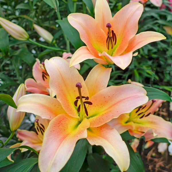 Buy Zelmira Lily Tree Online | Lily Trees for Sale | Breck's