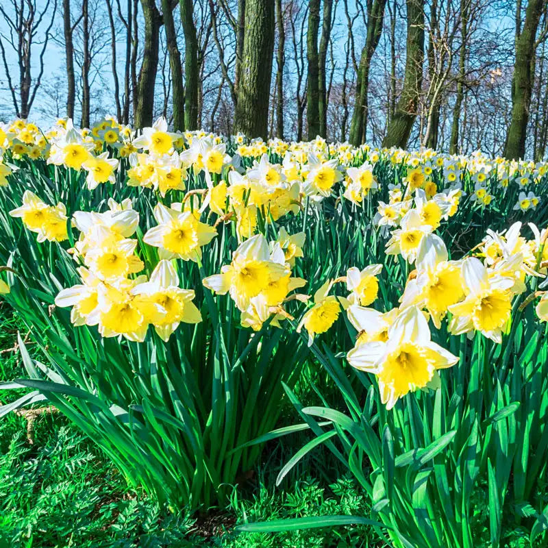 Ice Follies Daffodil Classic Daffodil Breck's - Main Image