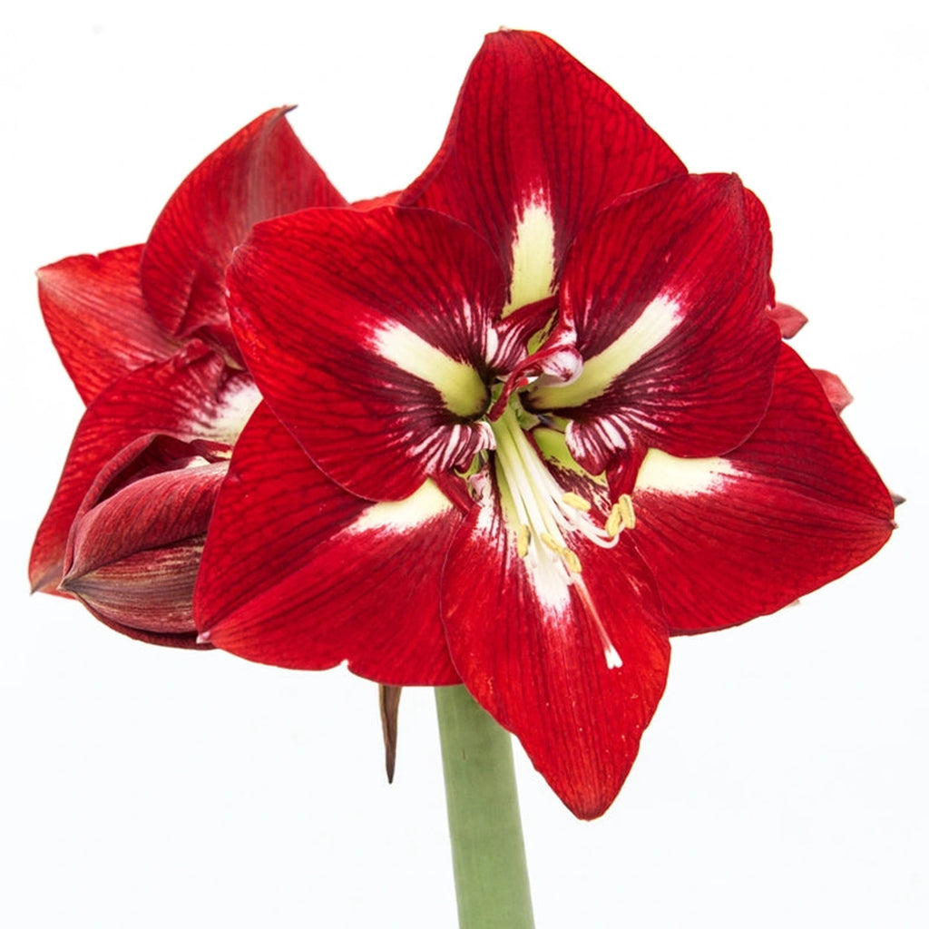 Beeks Bulbs Barbados Amaryllis| Amaryllis Bulbs | Shop Breck’s Bulbs