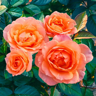 Jump for Joy®  Floribunda Rose
