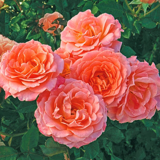 Jump for Joy®  Floribunda Rose