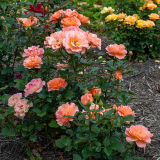 Jump for Joy®  Floribunda Rose