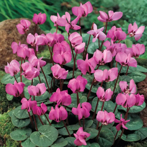 Dark Pink Fall-Blooming Hardy Cyclamen
