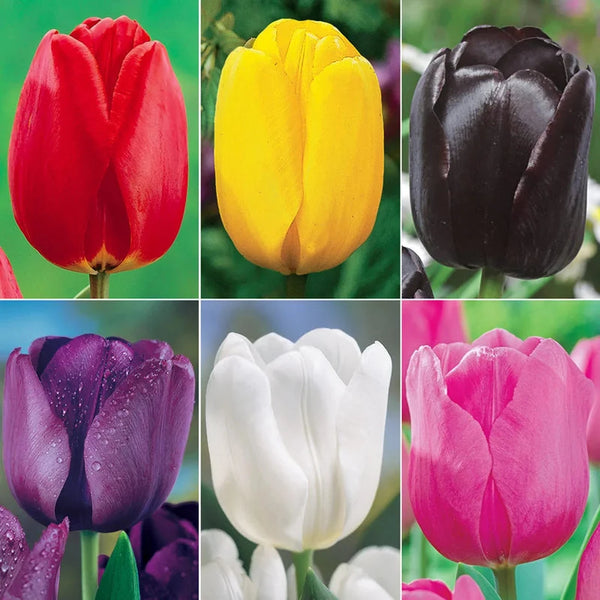 Prize Dutch Tulip Collection | Shop Tulips Online | Breck's