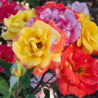 Chihuly® Floribunda Rose