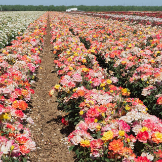 Chihuly® Floribunda Rose