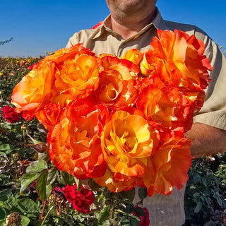 Chihuly® Floribunda Rose