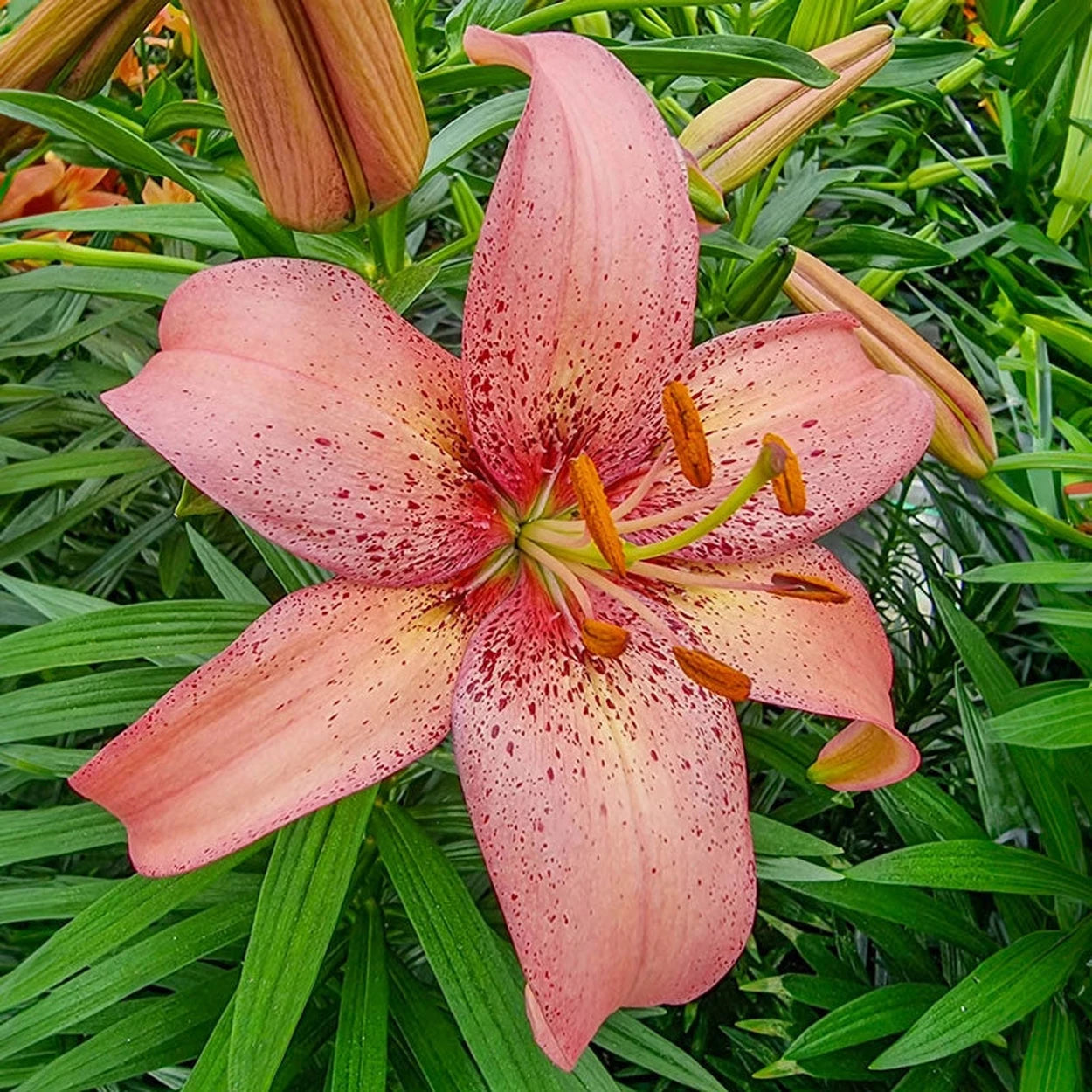 lily flower for sale Morpho Pink Lily