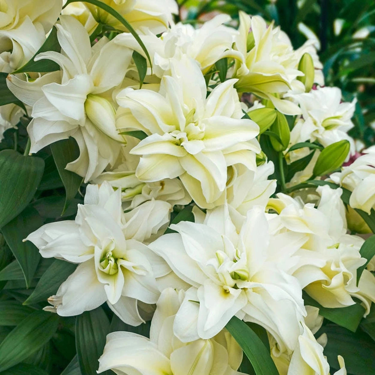 white rose lily Ramona Roselily