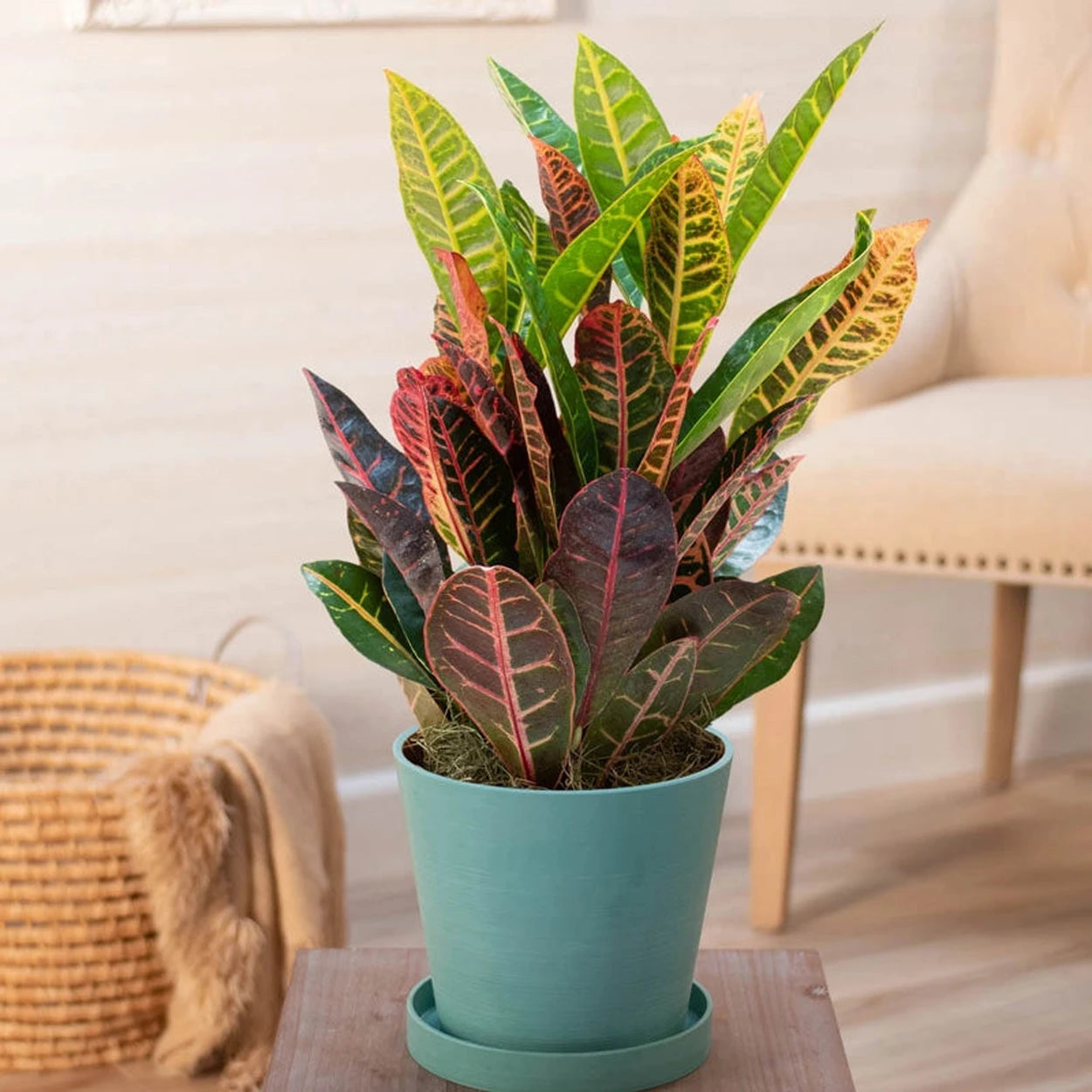 croton petra house plant Petra Croton - Codiaeum | Houseplants