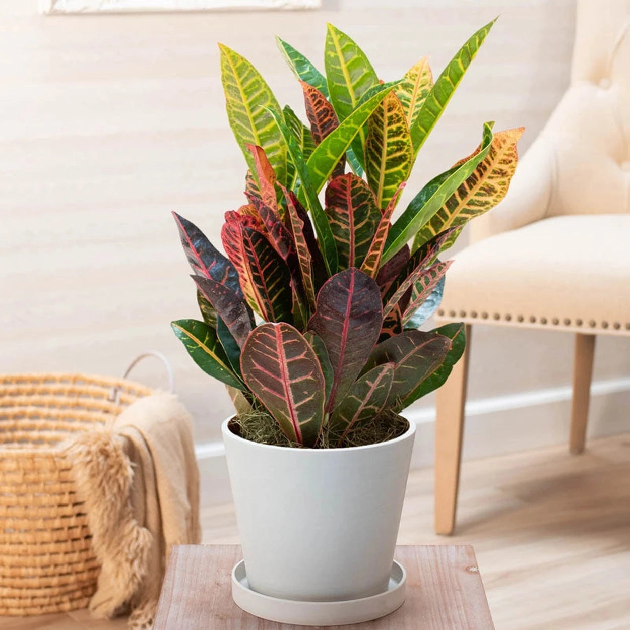 indoor potted croton plant Petra Croton
