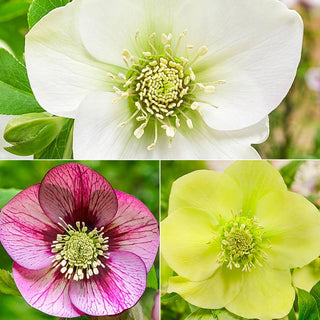 Pastel Perfection Wow Hellebore Collection