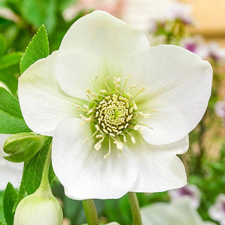 Pastel Perfection Wow Hellebore Collection